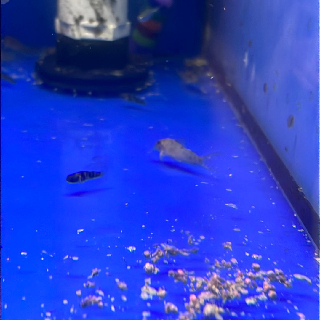 Elisae Corydoras (Corydoras ellisae)
