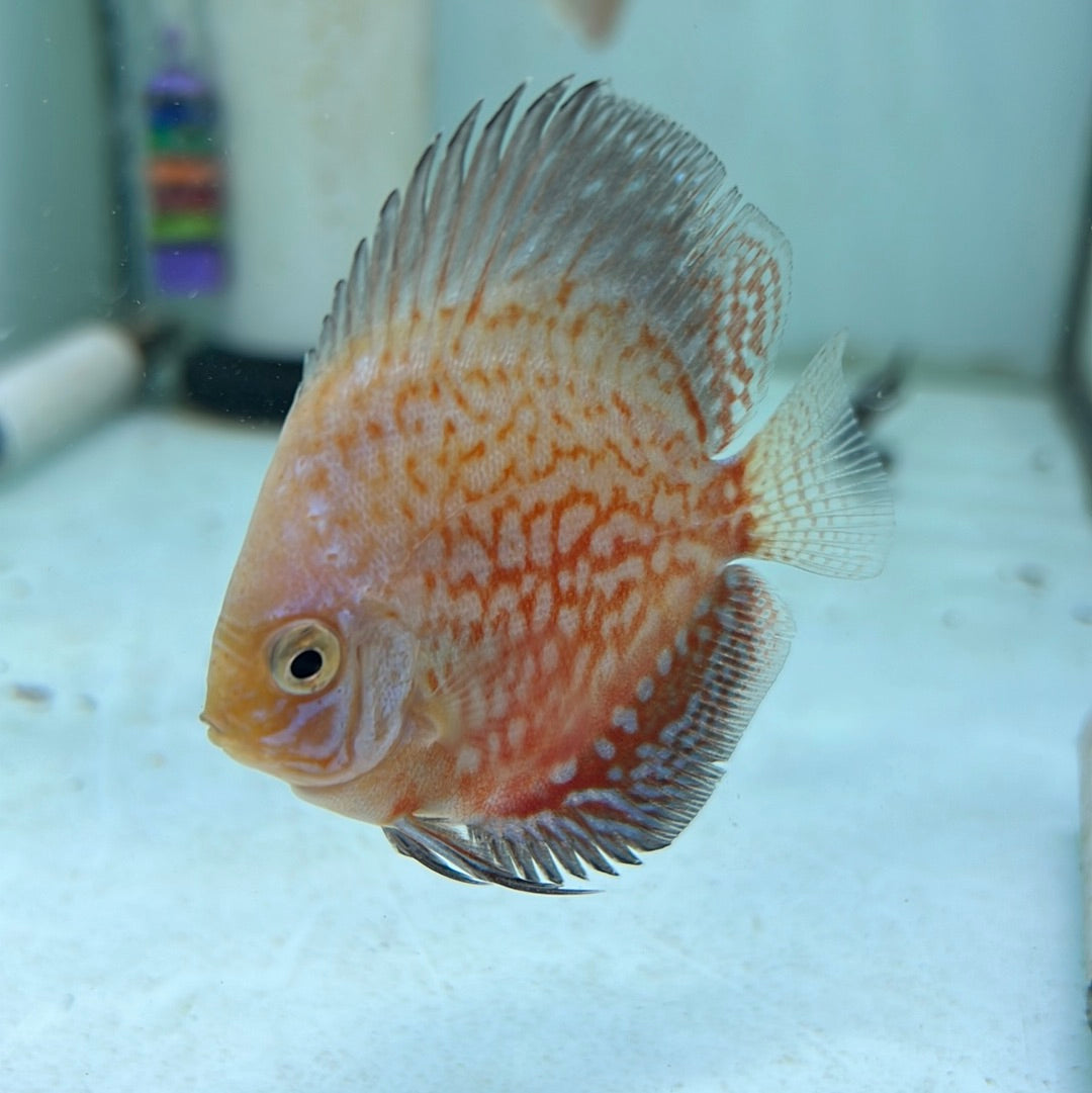 Snow Leopard Discus (Symphysodon sp.)