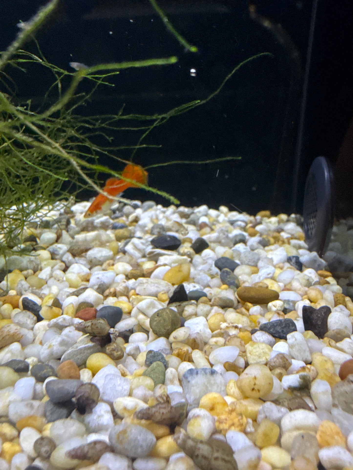 Guppies red (Poecilia reticulata)