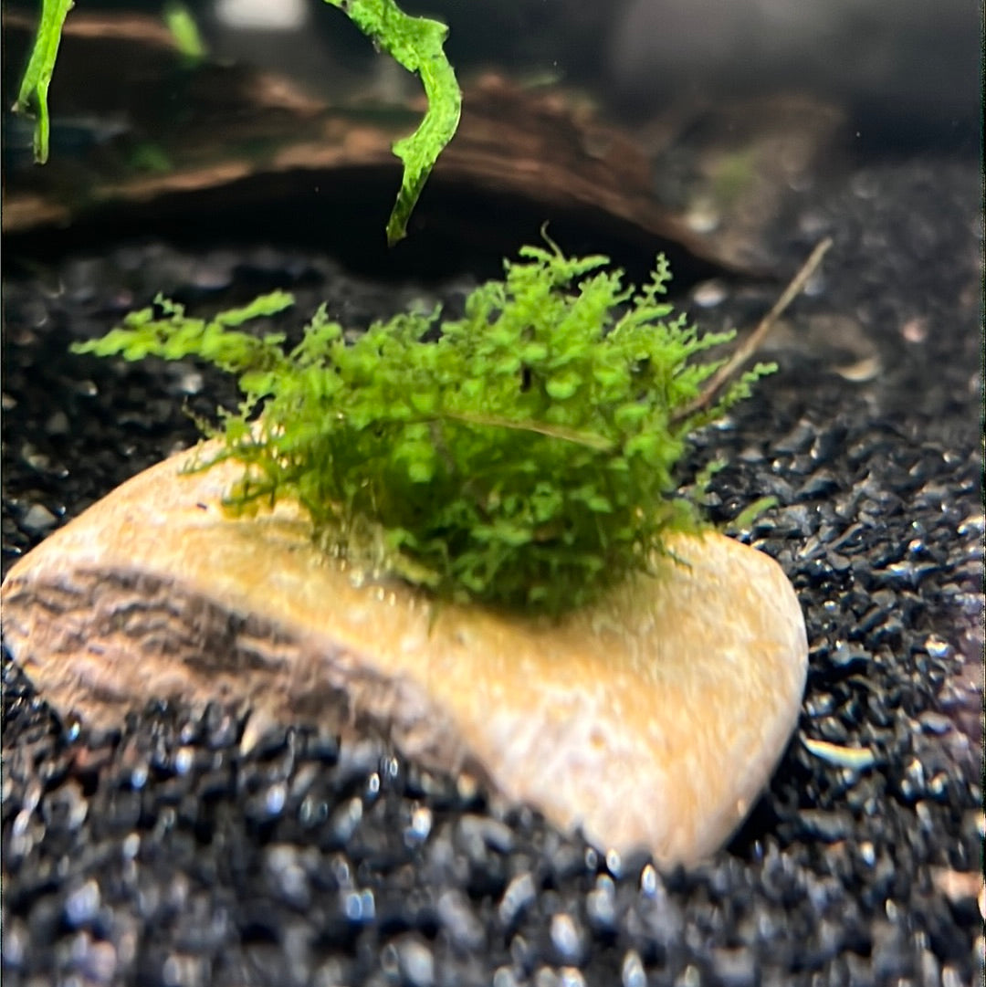 Pearl Moss (Plagiomnium affine)