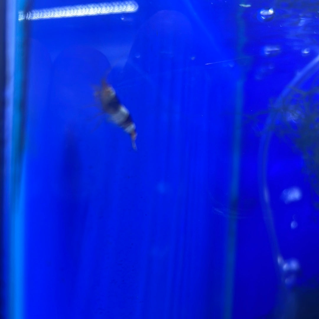 Crystal Shrimp (Caridina cf. cantonensis)
