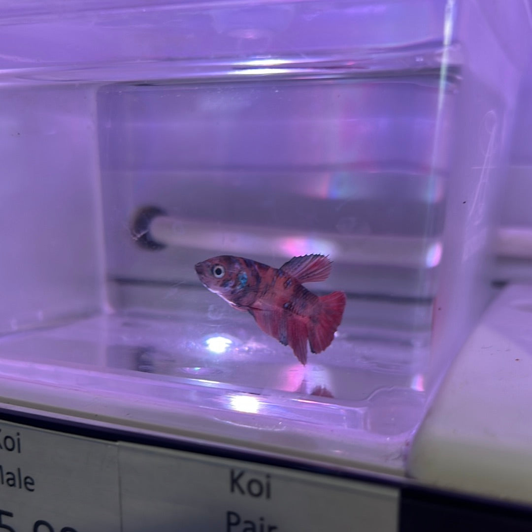 Koi plakat (Betta splendens)