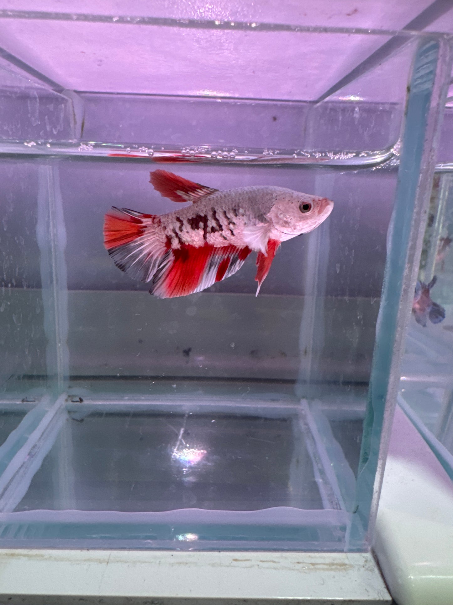 Snow Tricolour betta