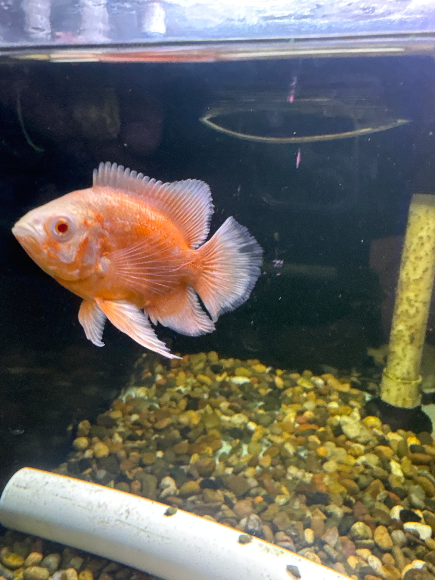 Long Fin Albino Super Red Oscar (Astronotus ocellatus)