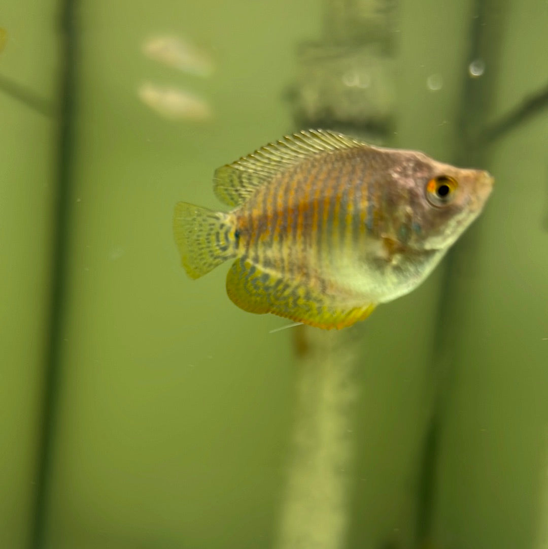 Dwarf Flame Gourami (Trichogaster lalia)