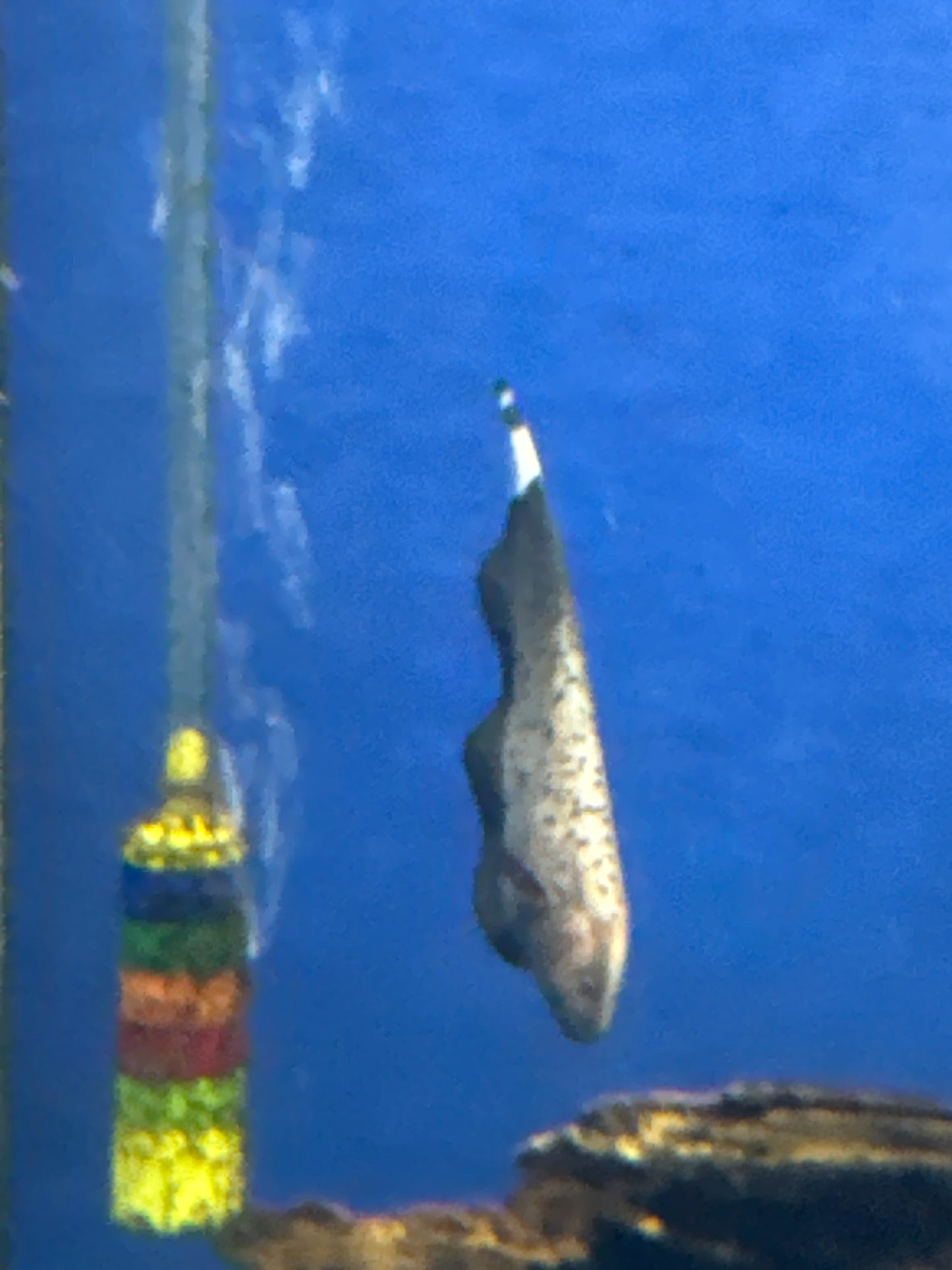 Marble Ghost Knife (Apteronotus albifrons)