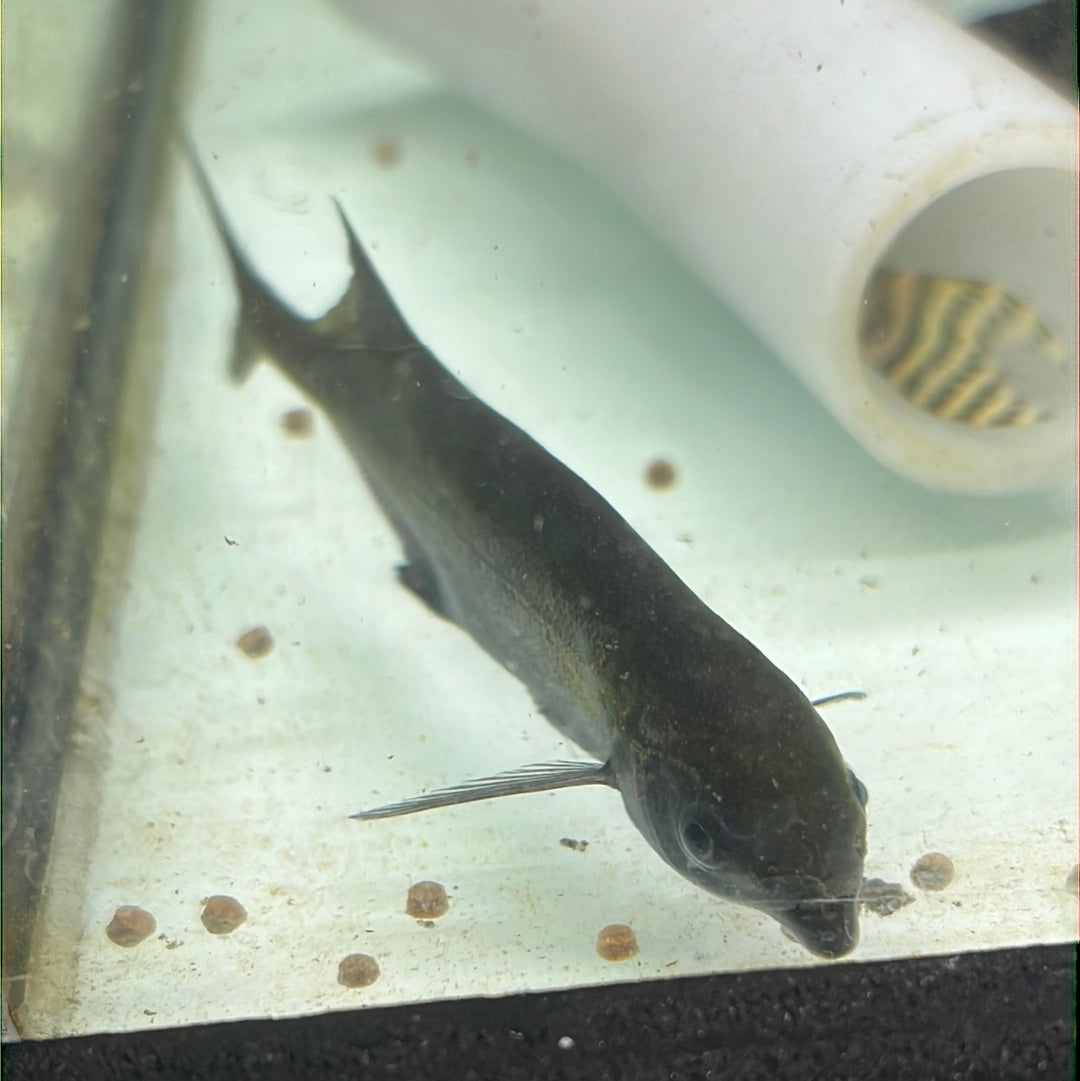 Freshwater Dolphin (Marcusenius macrolepidotus)