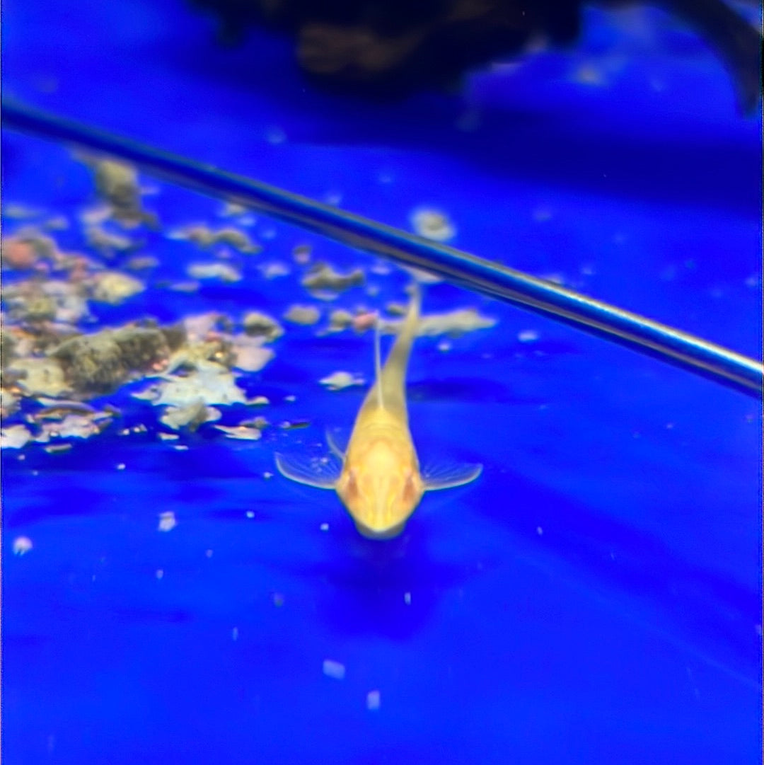 Albino Royal Whiptail Catfish (Albino Sturisoma Aureum)
