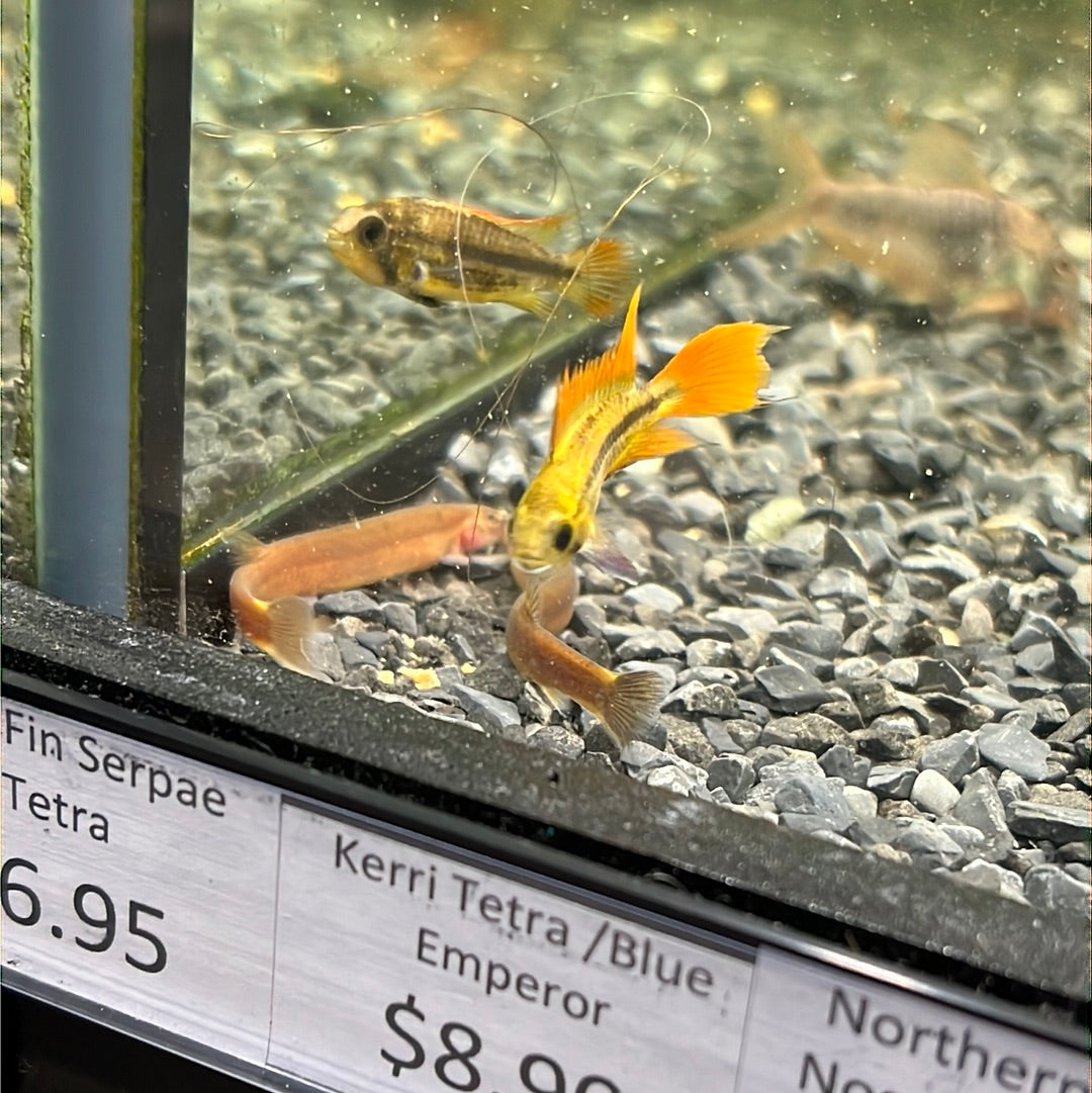 Apistogramma cacatuodes orange flash (Apistogramma cacatuoides)
