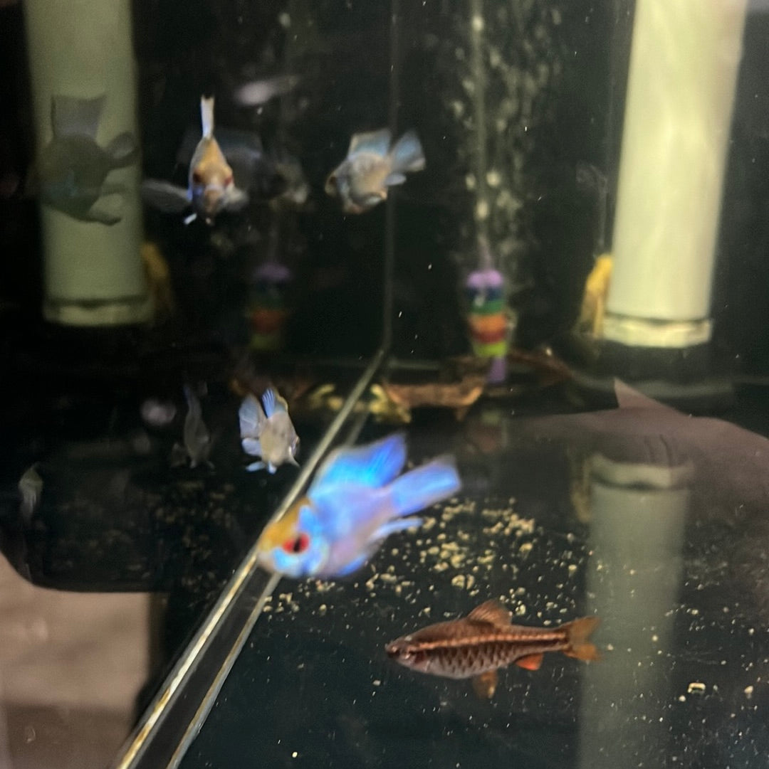 Electric Blue Longfin Rams (Microgeophagus ramirezi)