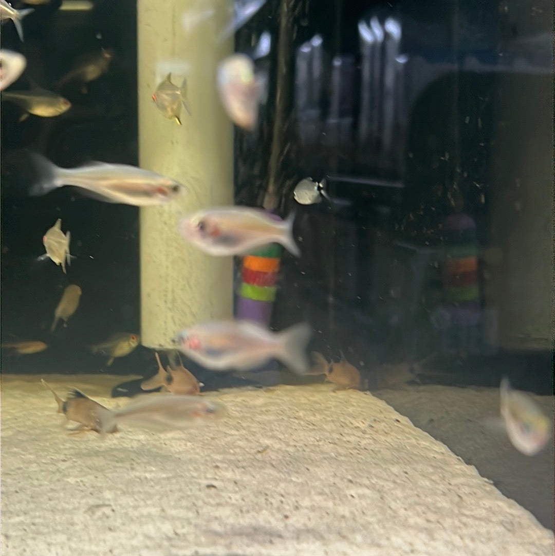 Crimson Spotted Rainbow (Melanotaenia duboulayi)