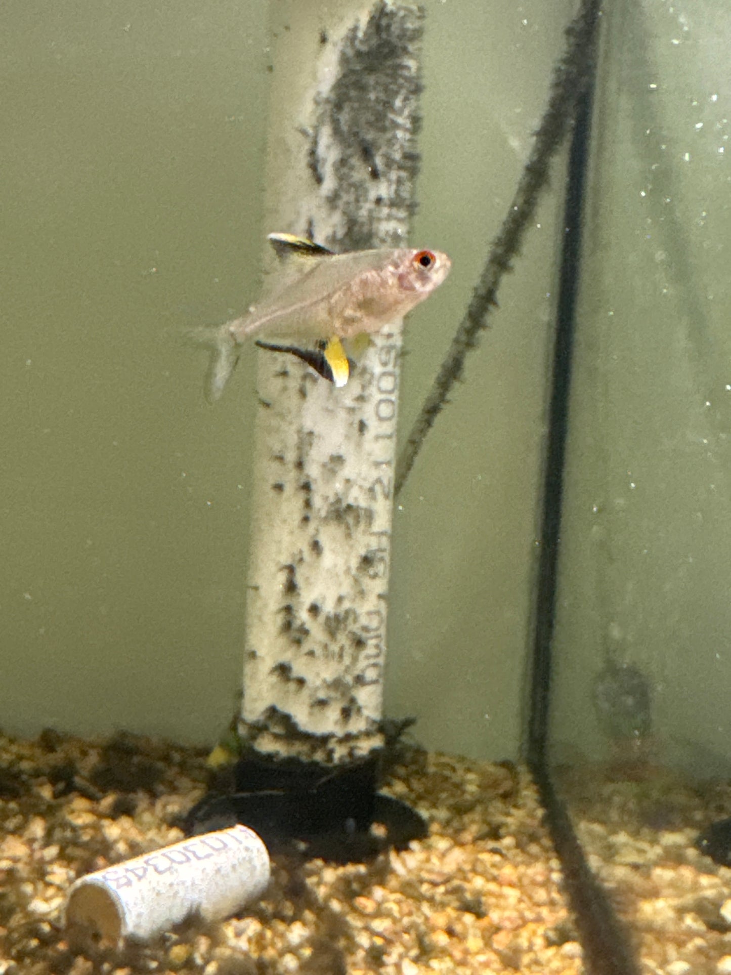 Lemon Tetra (Hyphessobrycon pulchripinnis)