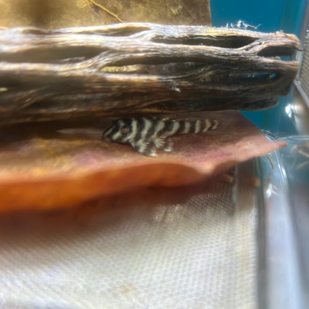 L270. Chocolate Zebra Pleco