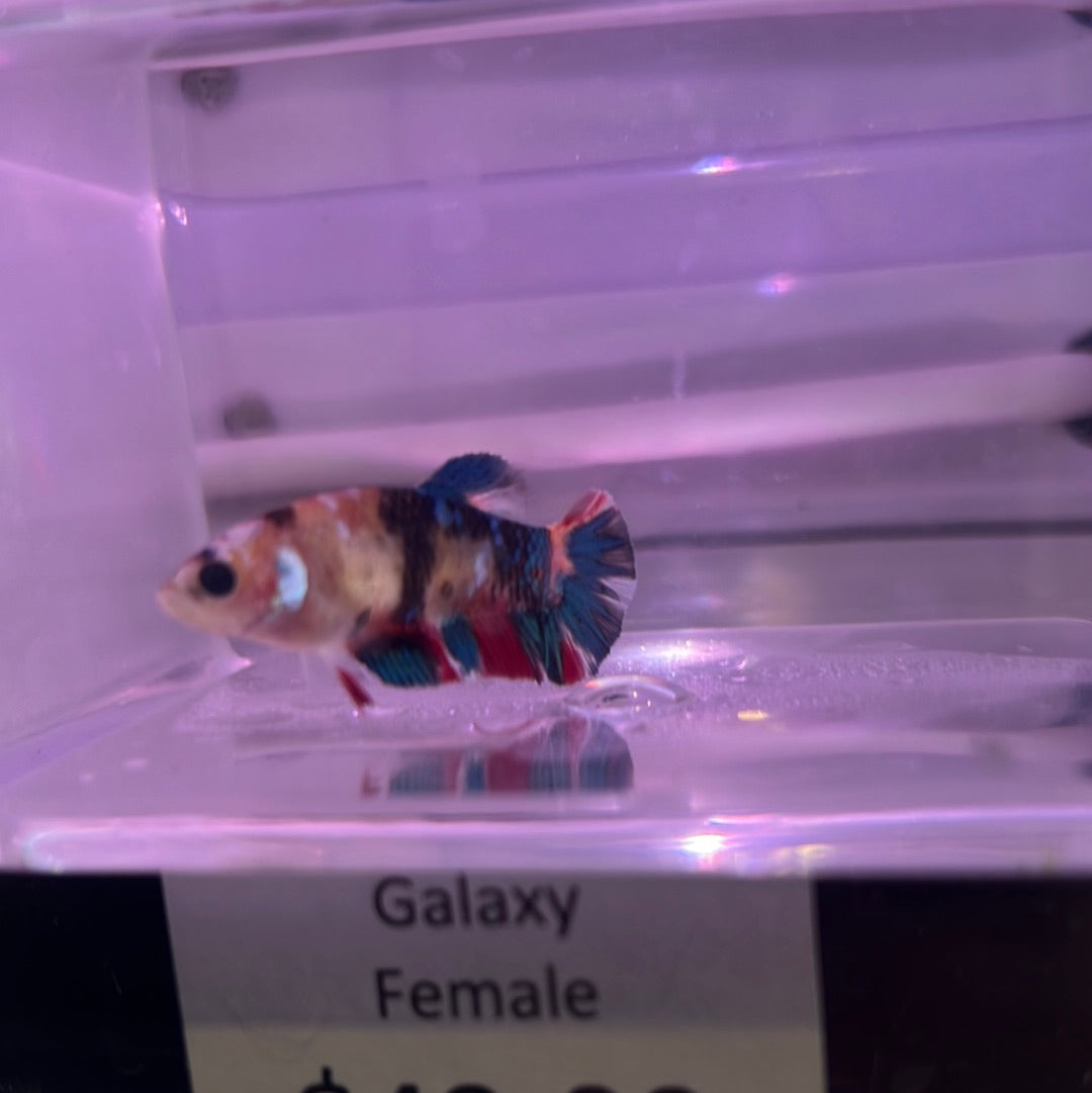 Galaxy Betta (Betta splendens)