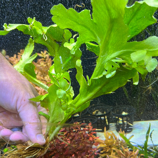 Ceratopteris pteridoides EMERSED Floating Antler Fern E122
