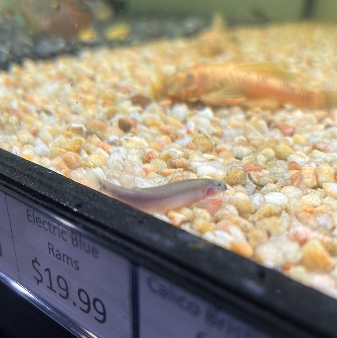 Kuhlii Loach Bicolor (Pangio Semicincta)