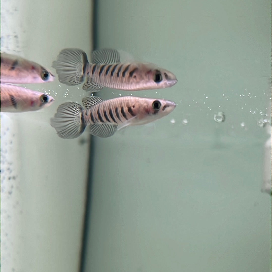 Six Banded Panchax (Aplocheilus Panchax)