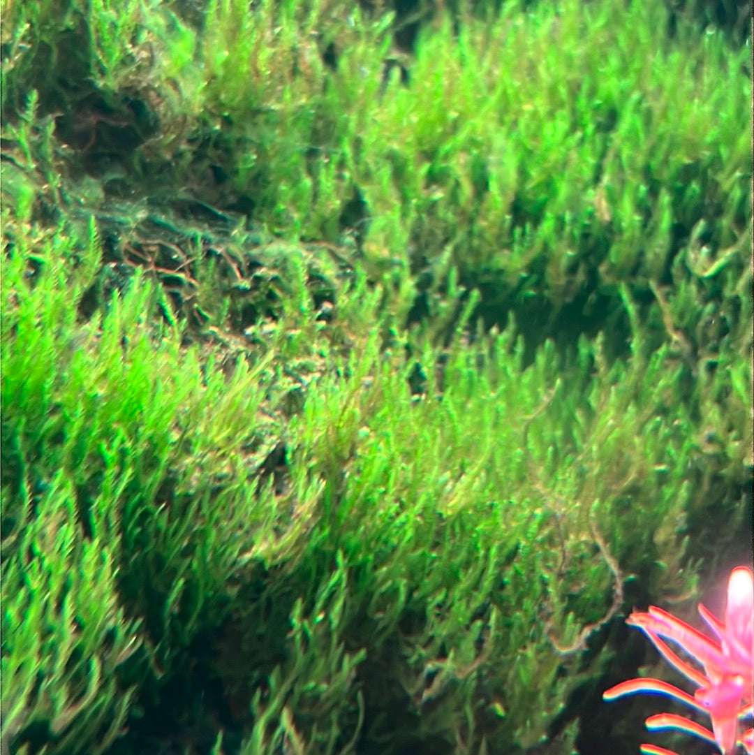 Flame Moss (Taxiphyllum Sp.)