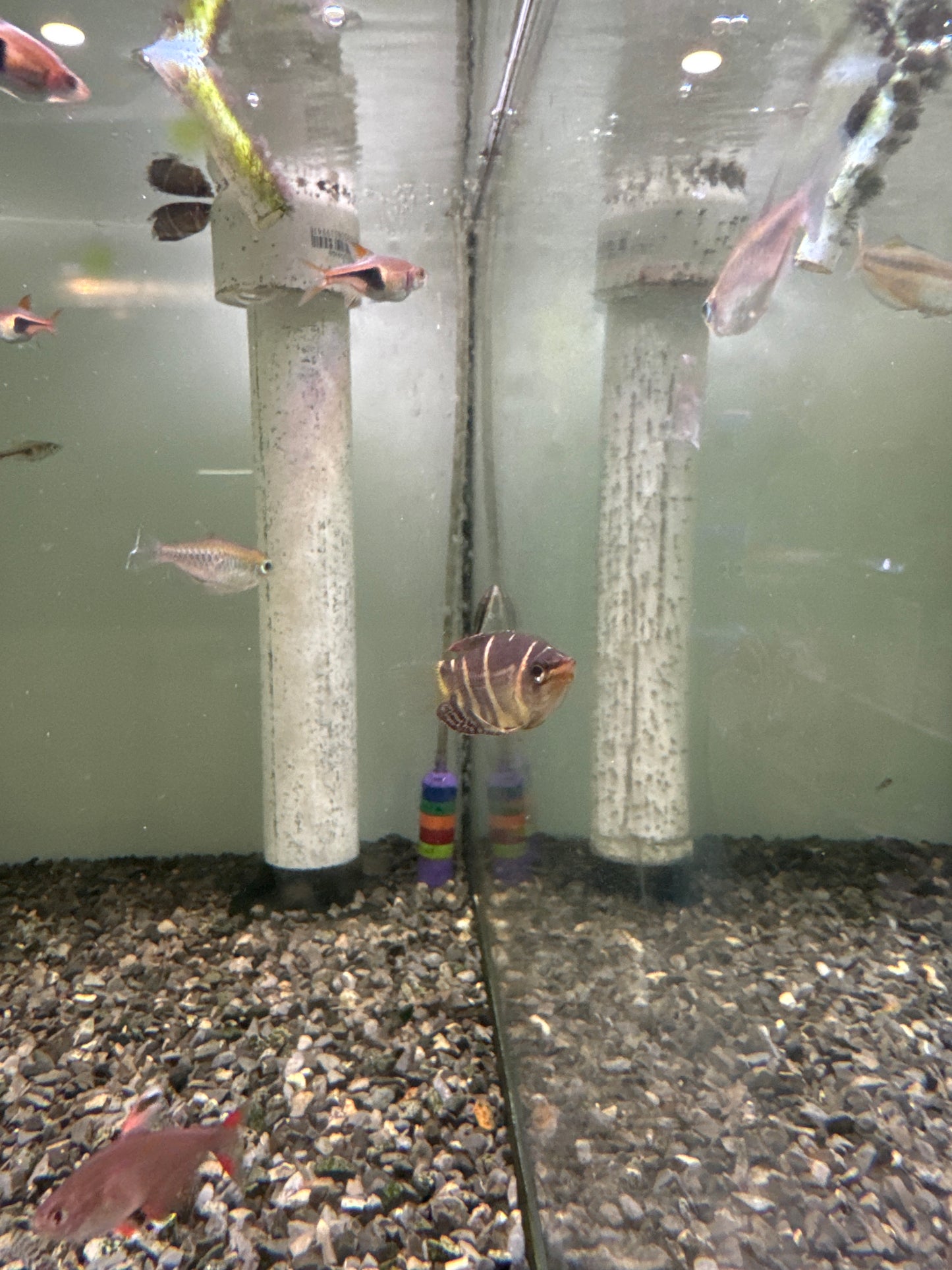 Chocolate Gourami (Sphaerichthys osphromenoides)
