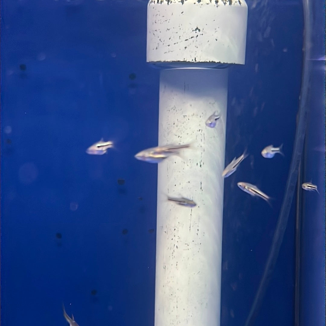 Siamese Dwarf Rasbora - (Rasbora somphongi)