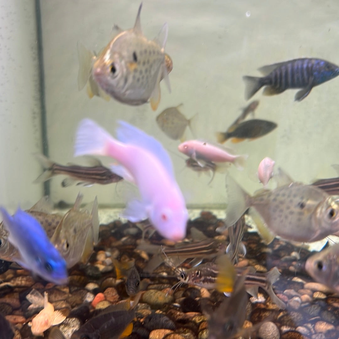 Snow White Pindani (Pseudotropheus socolofi)