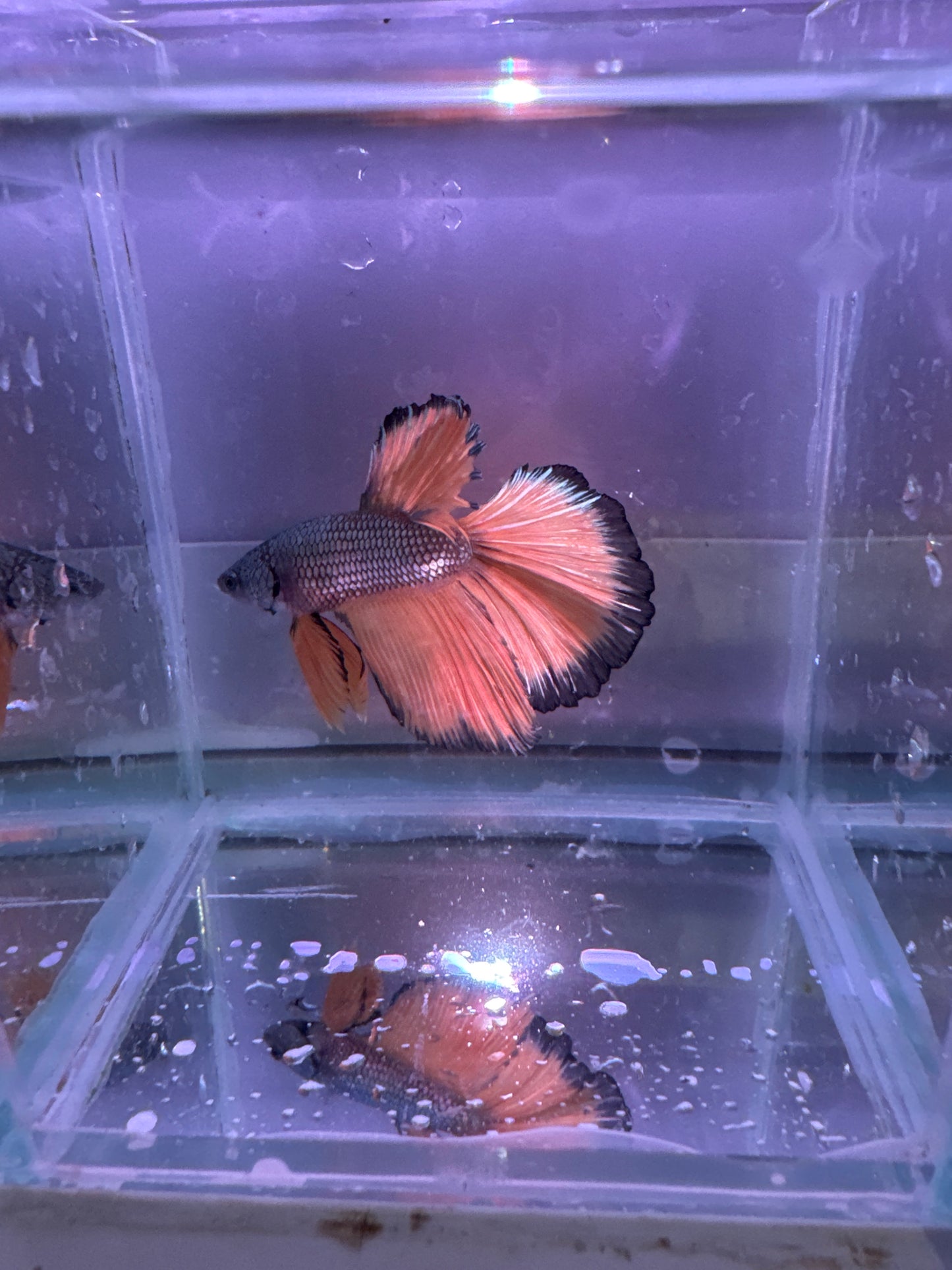 Halfmoon bumblebee betta