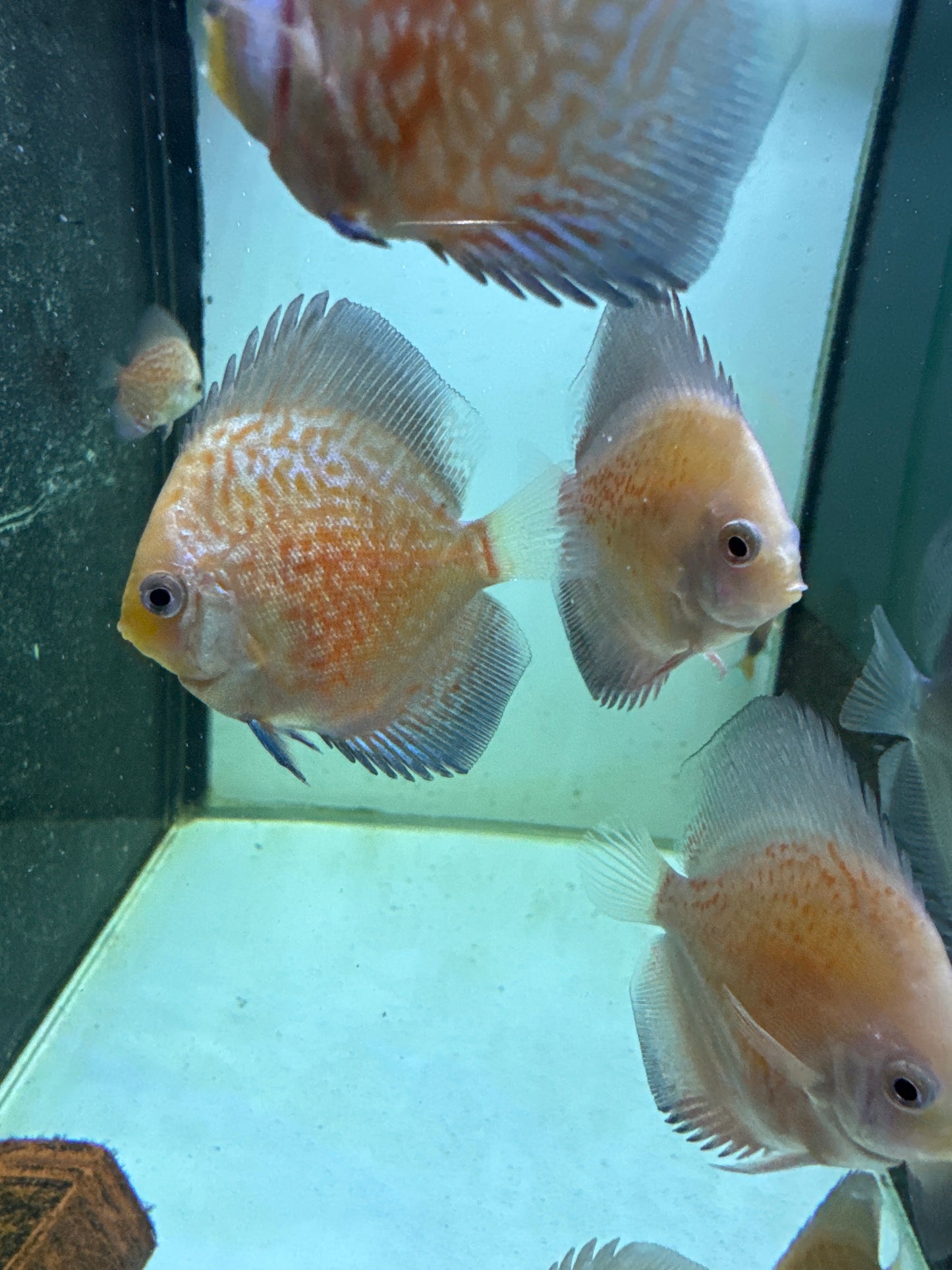 Red Spotted Leopard Discus (Symphysodon sp.)