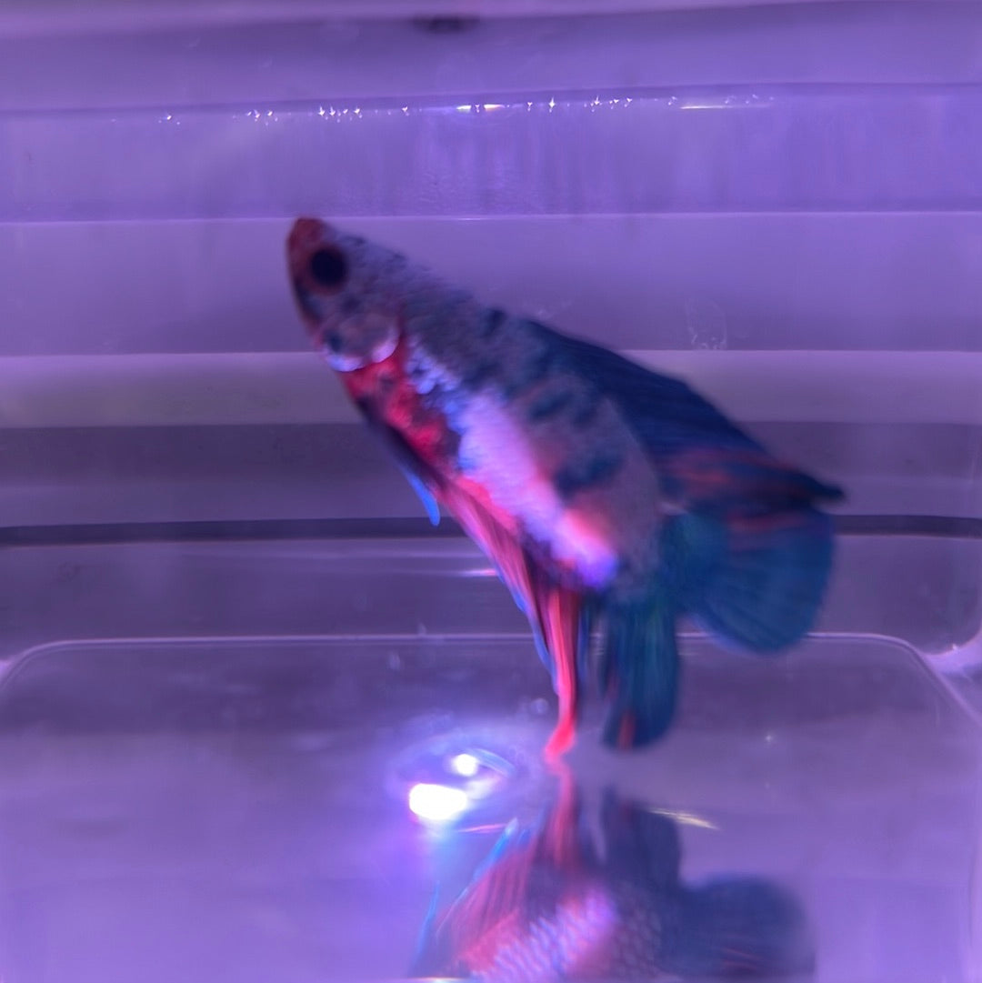 Twin Tail Nemo Betta (Betta splendens)