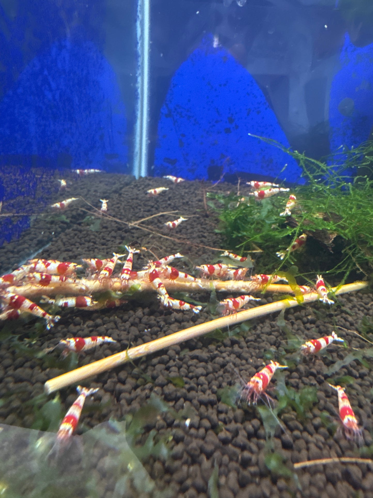 PRL shrimp Pure Red Line (Caridina cf. cantonensis)