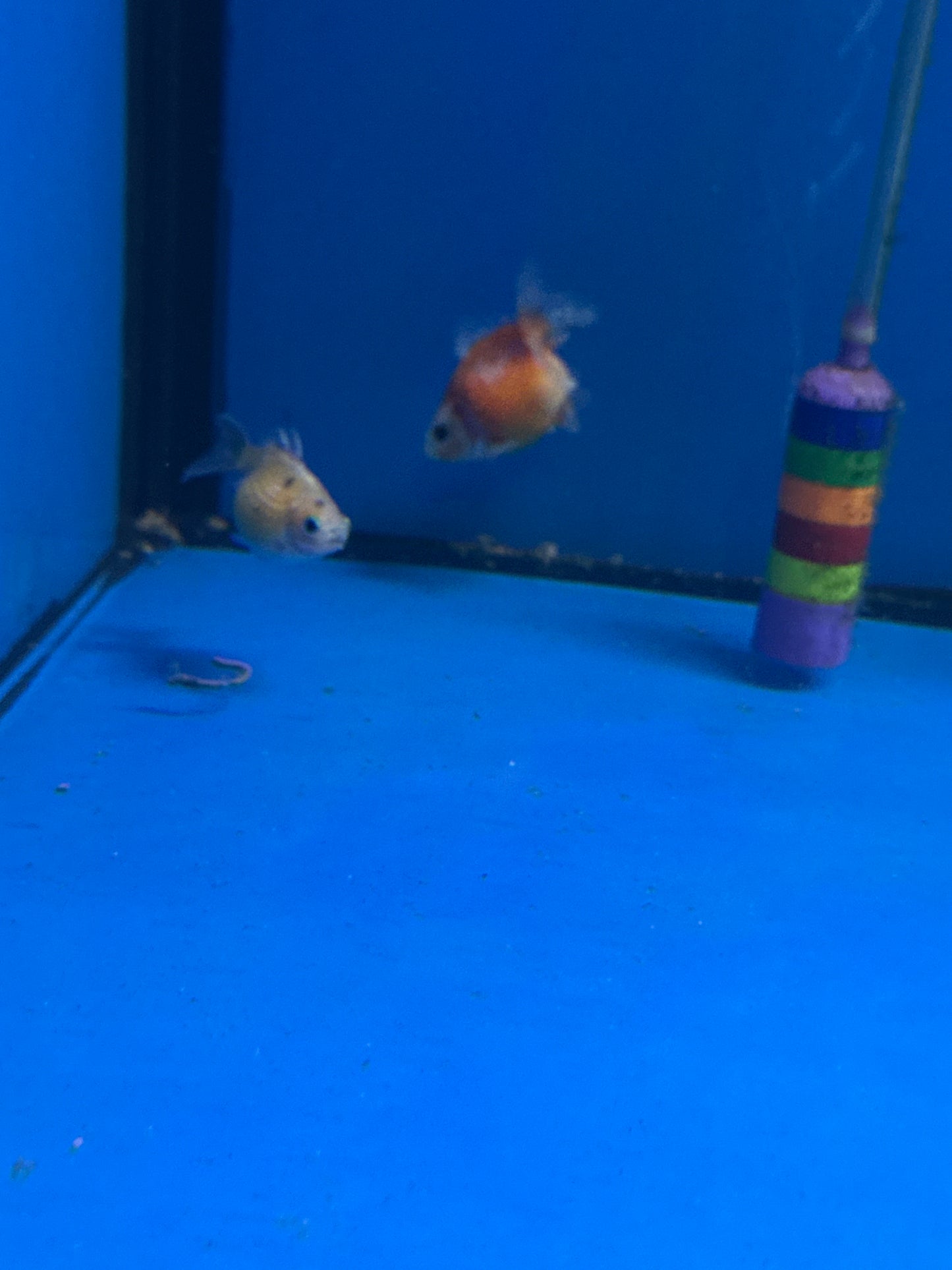 Assorted Pearl scale Gold fish (Carassius auratus)