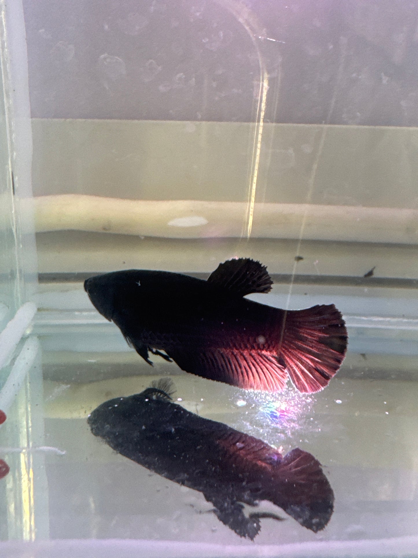 Super Black Knight plakat (Betta splendens)