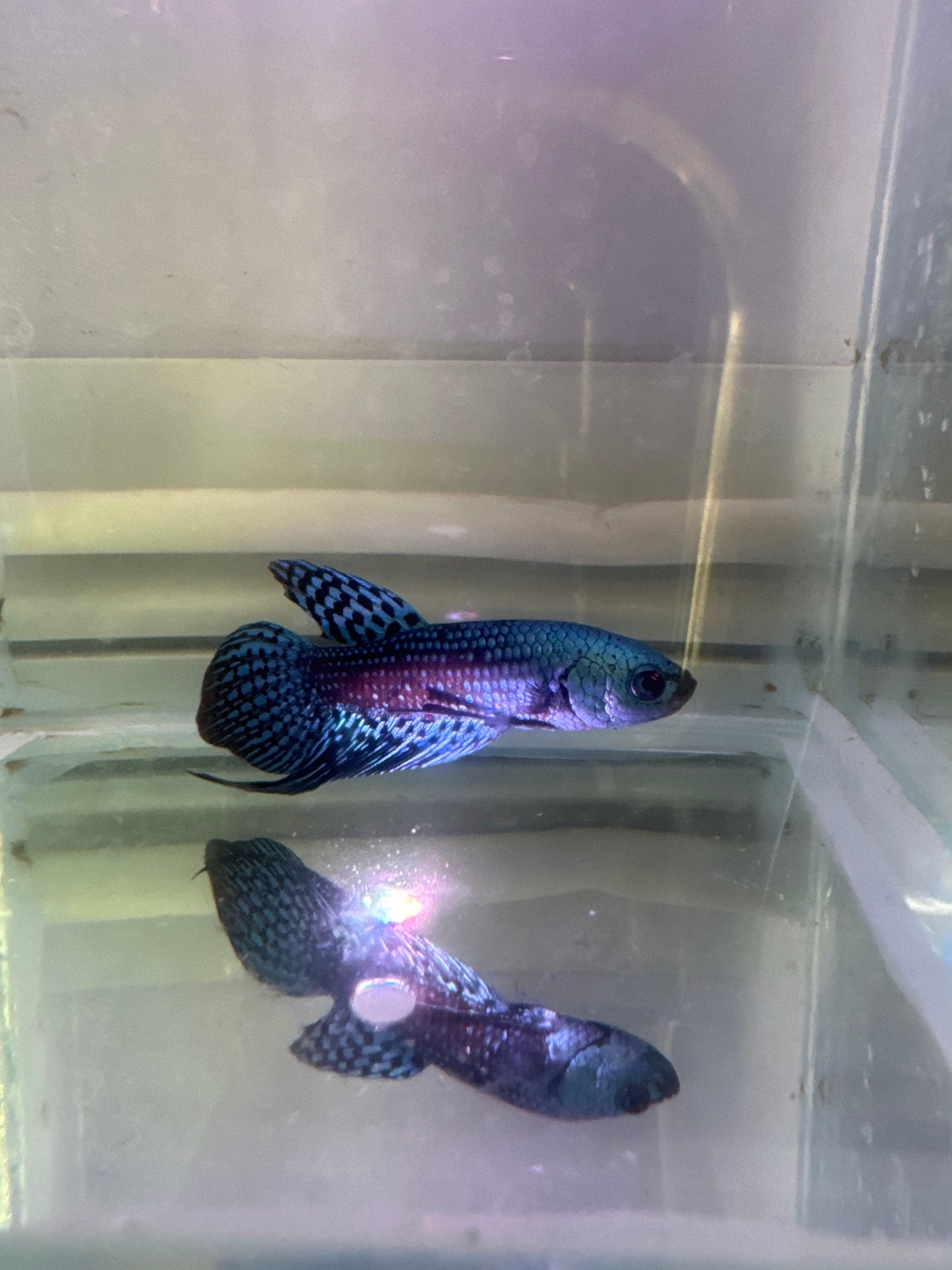 Steel alien betta