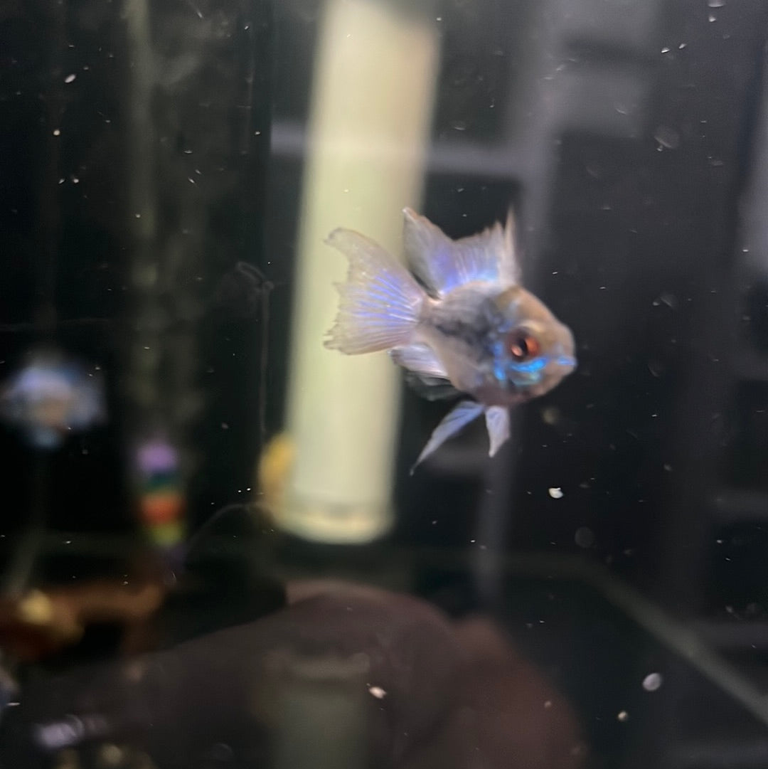 Electric Blue Longfin Rams (Microgeophagus ramirezi)