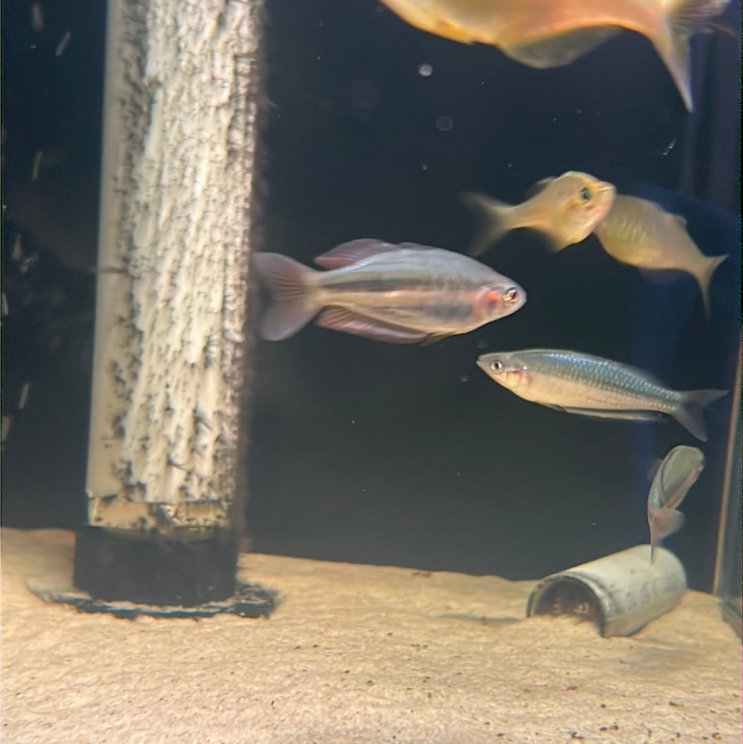 Duboulay's rainbowfish yellow oyster creek (Melanotaenia duboulayi)