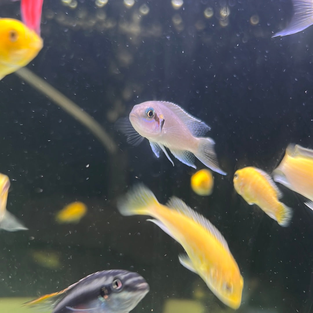 Princess Cichlid (Neolamprologus brichardi)