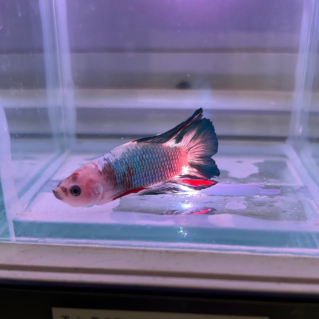 Twin Tail Betta (Betta splendens)