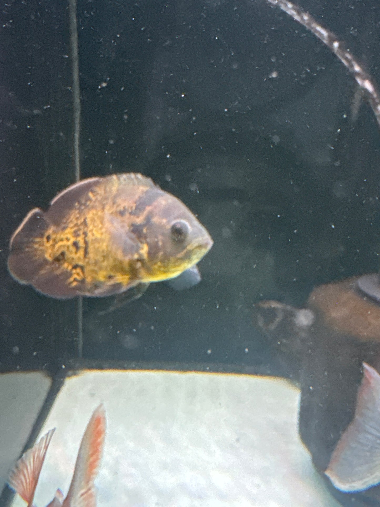 Sunshine Tiger Leopard Oscar (Astronotus ocellatus)