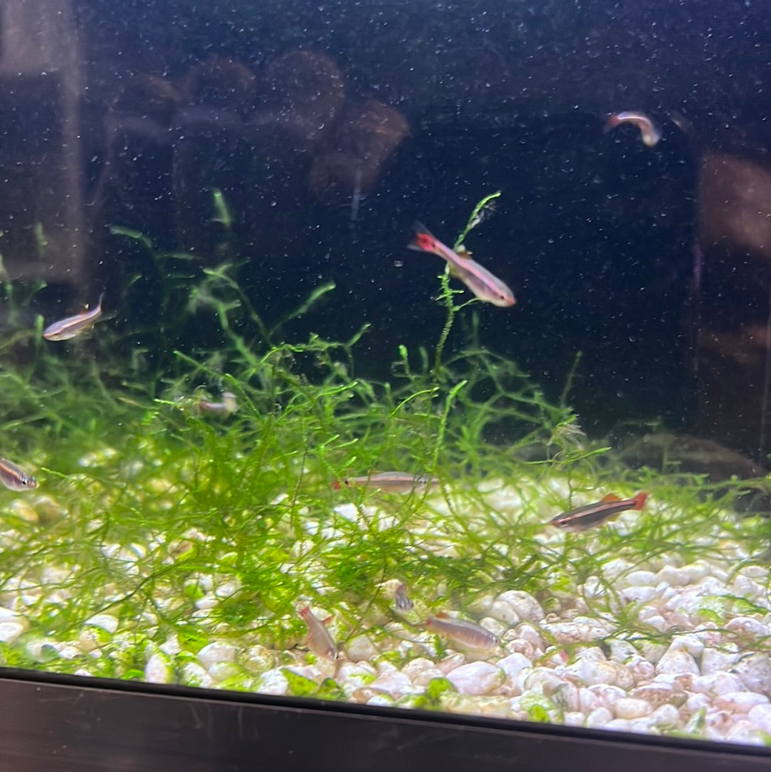 LongFin White Clouds "juv"(mountain minnows)