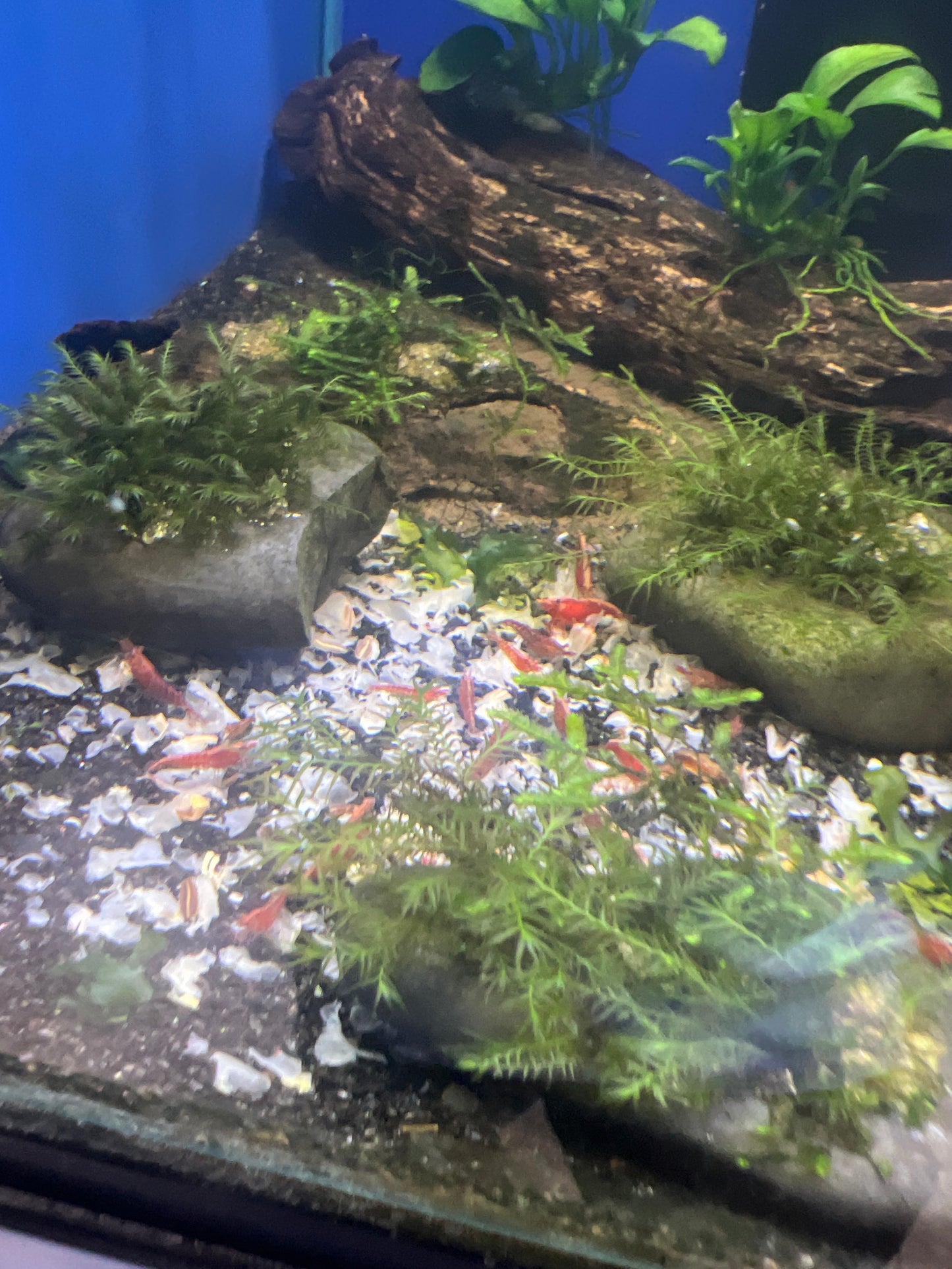 Serious About Shrimp Shrimp Snow by SAS