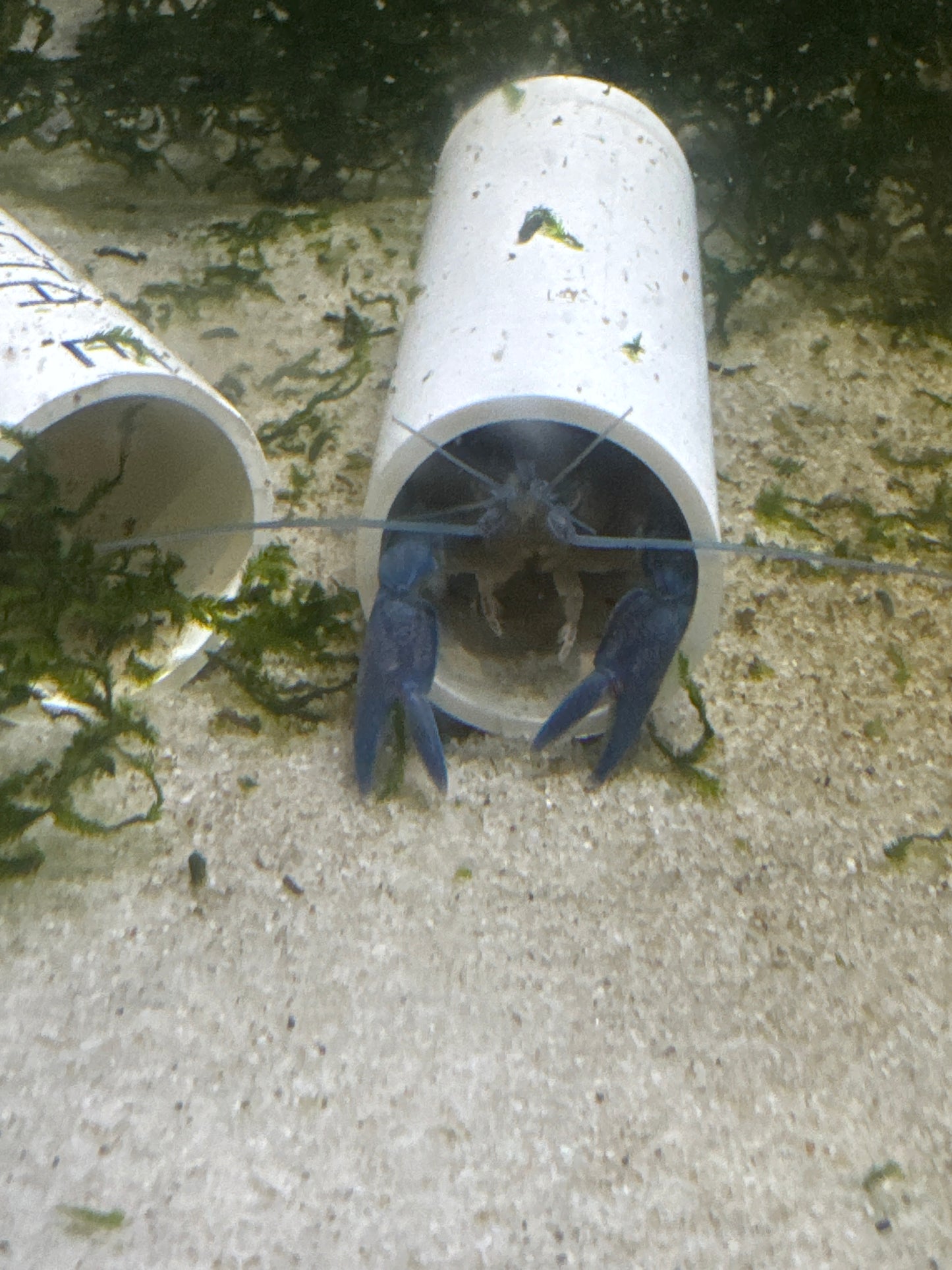 Electric Blue Yabby (Cherax albidus)