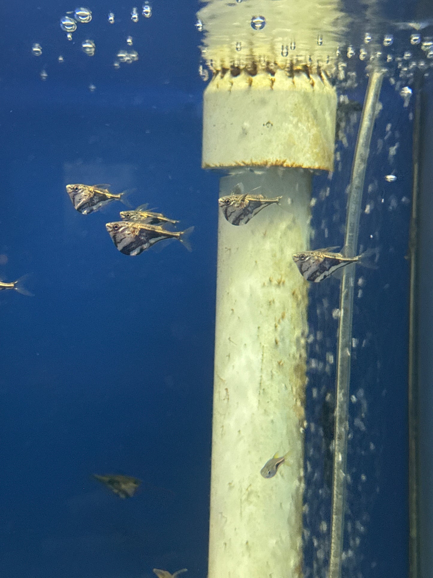 Dark Marble Hatchet Fish (Thoracocharax stellata)