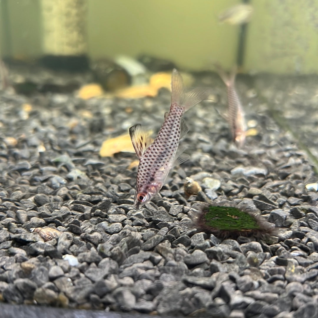 Spotted Headstander ( Chilodus punctatus )