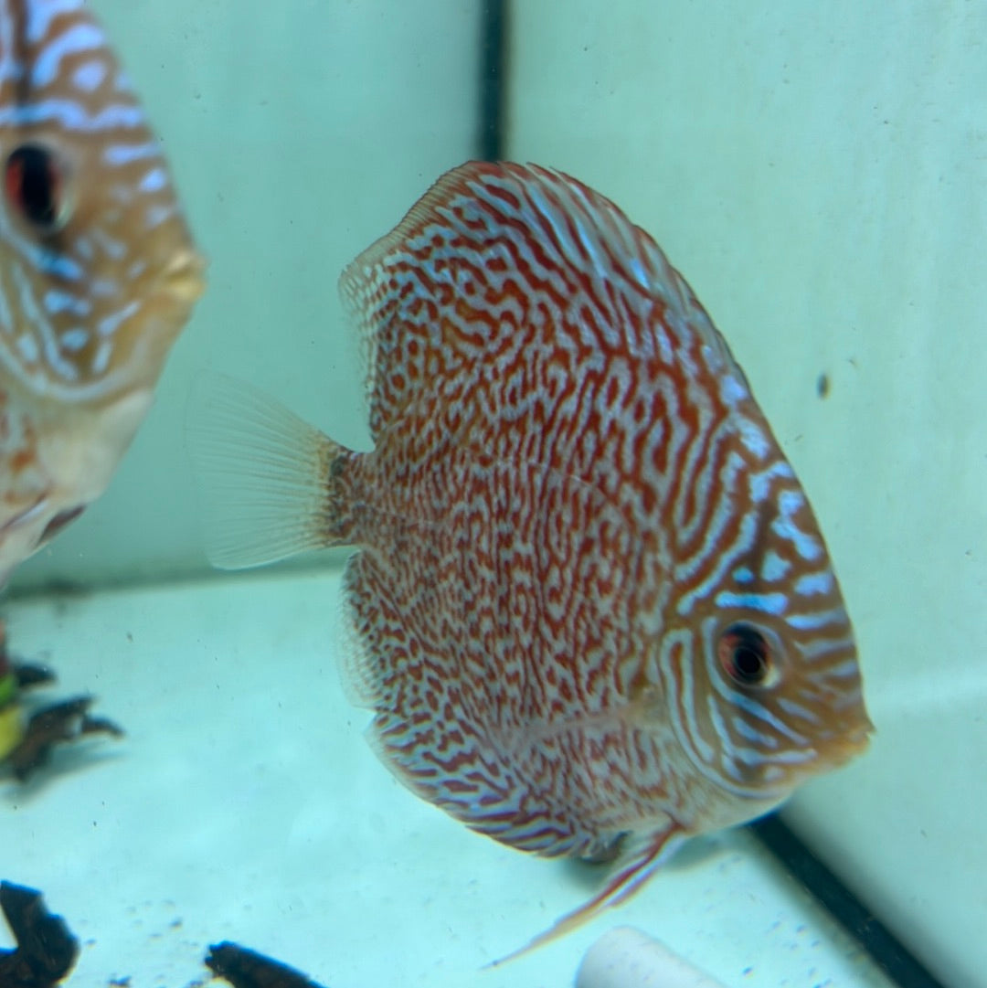 Red Diamond Spotted leopard Discus (Symphysodon sp.)
