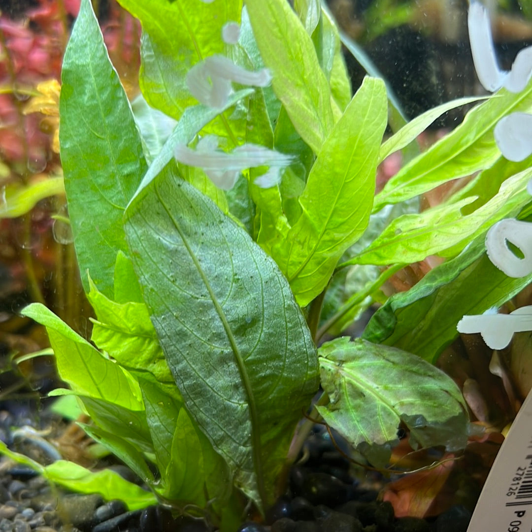 Nomaphila var Stricta SUBMERSED/BUNCH S029