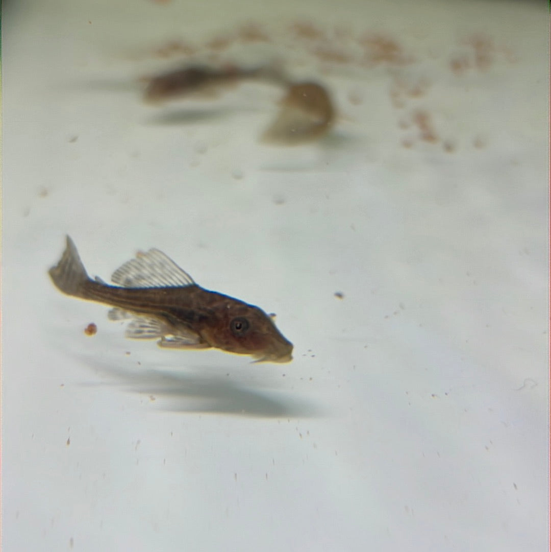 Chocolate Plecostomus Catfish (Hypostomus plecostomus)