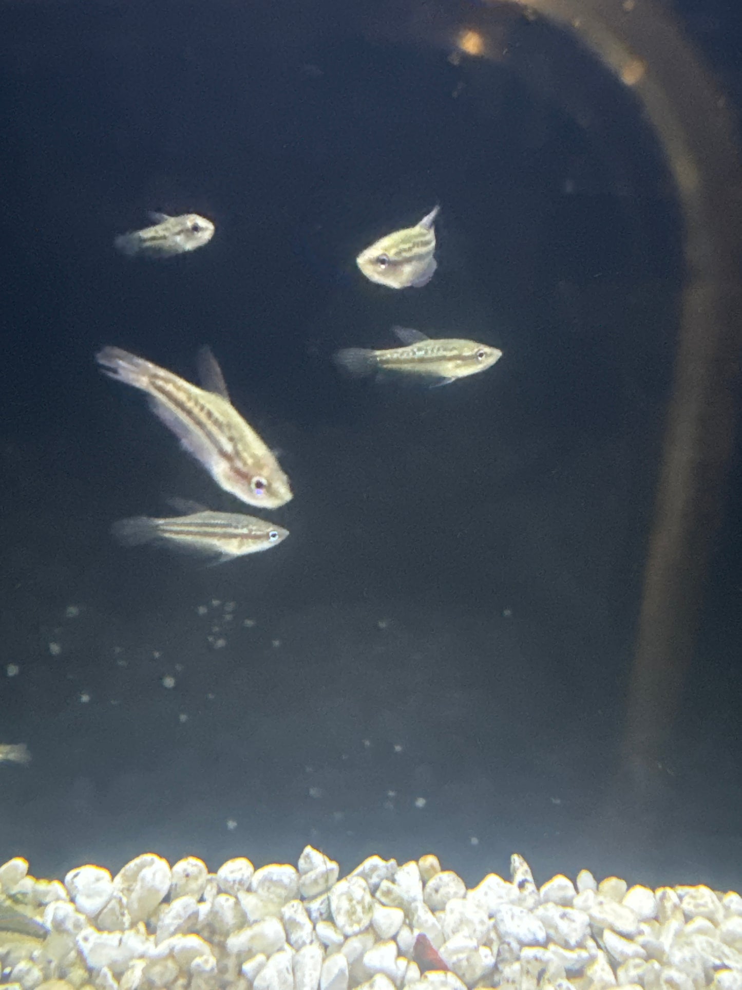 Sparkling Gourami (Parosphromenus Deissneri)