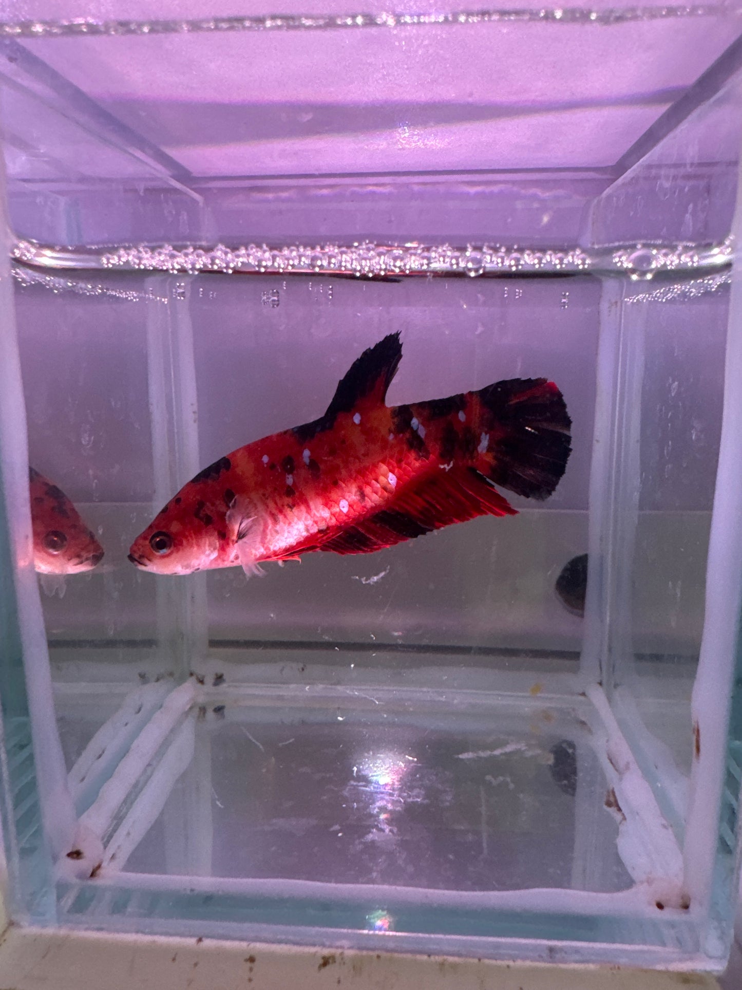 Giant Koi Betta
