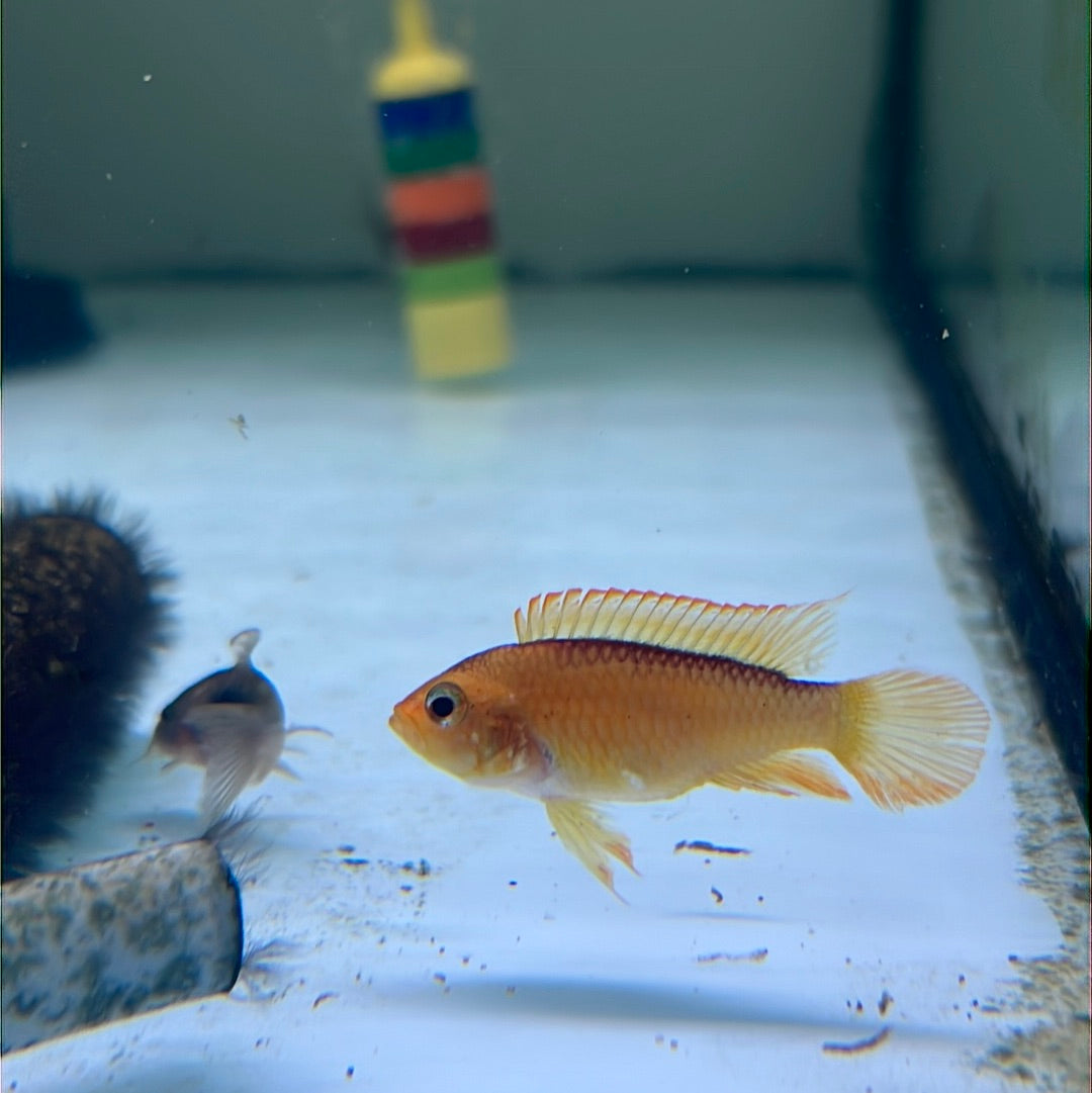 Apitogramma Agassizii Fire Red (Apistogramma Agassizii)