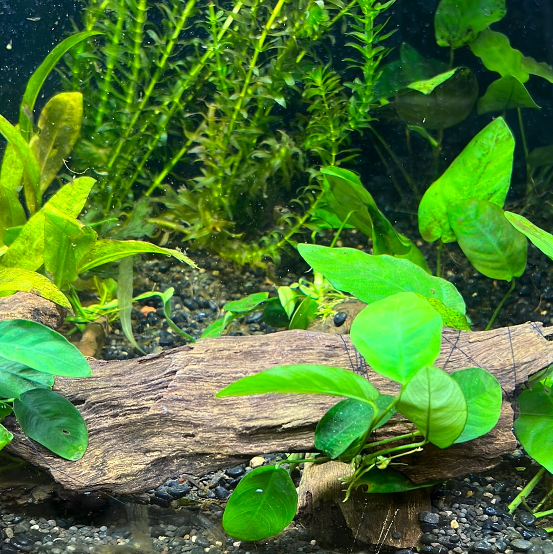 ** Decor Driftwood ** Aquascape Aquarium
