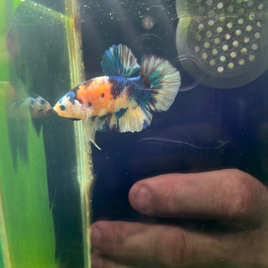 Yellow black Koi plakat (Betta splendens)